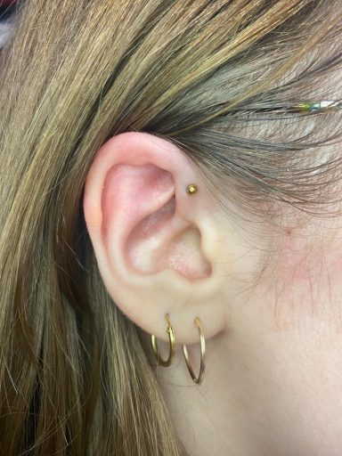 Conch piercing done at Tiger and Rose Tattoo