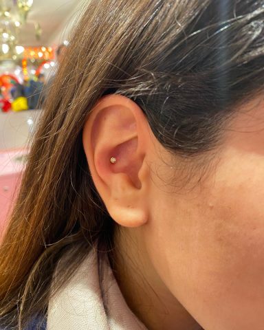 Conch piercing done at Tiger and Rose Tattoo